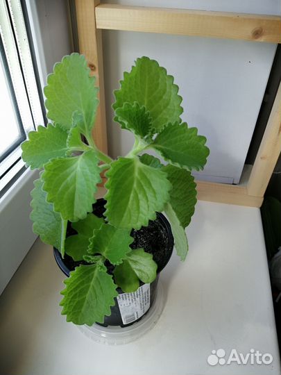 Плектрантус ароматный (Мята комнатная)