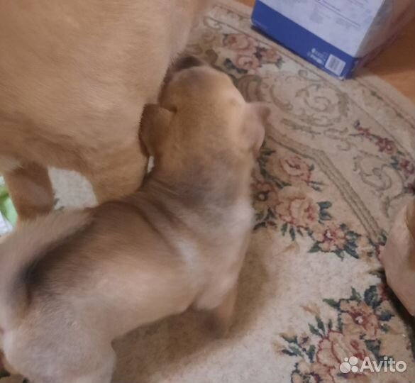 Щенки шарпей