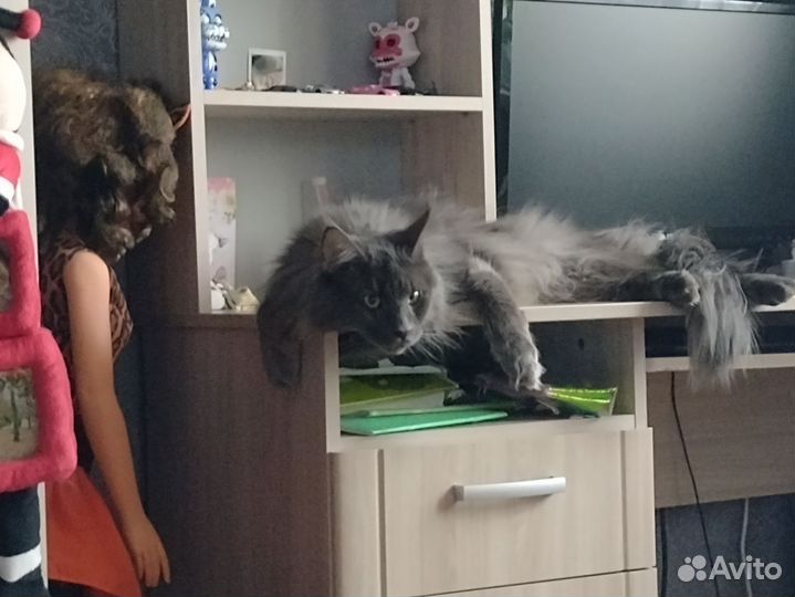 Мейн-кун вязка