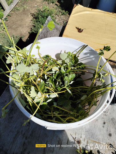 Рассада ремонтантной клубники, зимостойкая