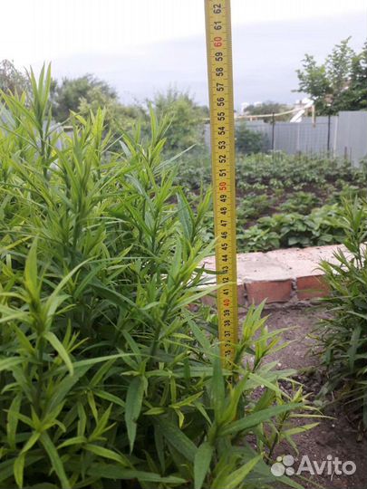 Саженцы астры многолетней (сентябринки)