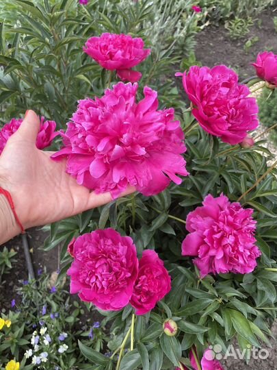 Пион махровый фуксия