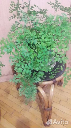 Цветы алоэ вера