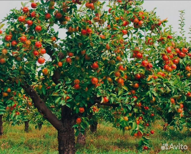 Профессиональная обрезка деревьев и кустарников