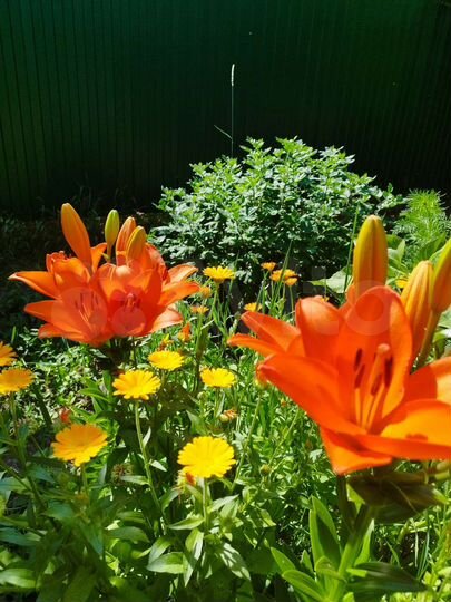 Дом 50 м² на участке 3 сот.