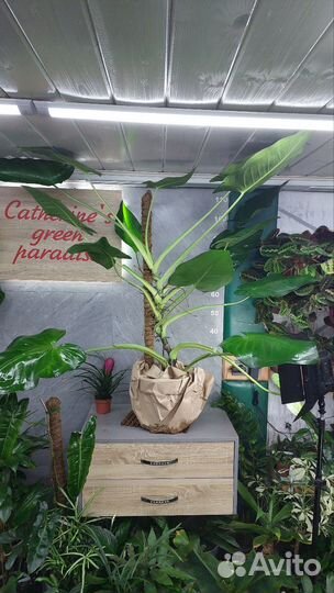 Сингониум SP