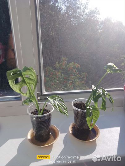 Монстера манки маск