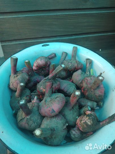 Гладиолусы луковицы