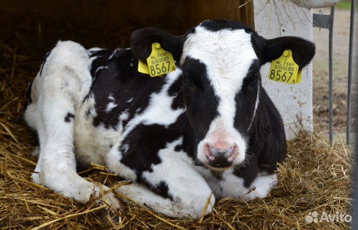 Бычки и телята