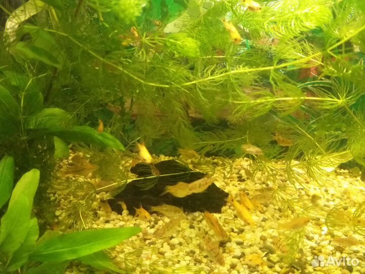 Барбусы Шуберта