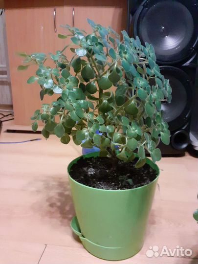 Аихризон дерево любви