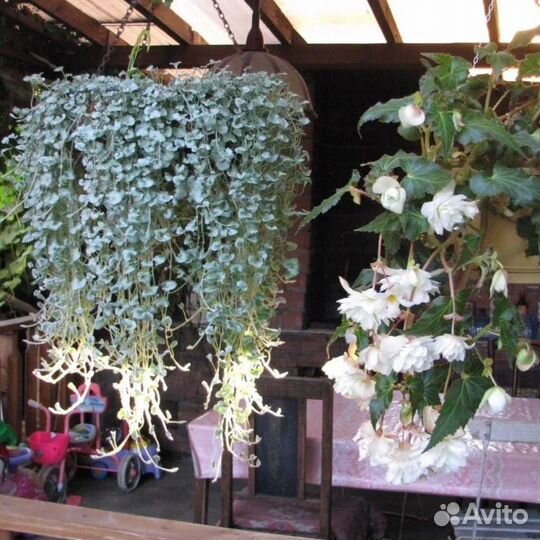 Саженцы дихондры