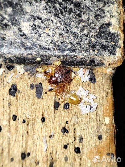 Дезинфекция