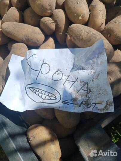 Картофель на еду и посадку