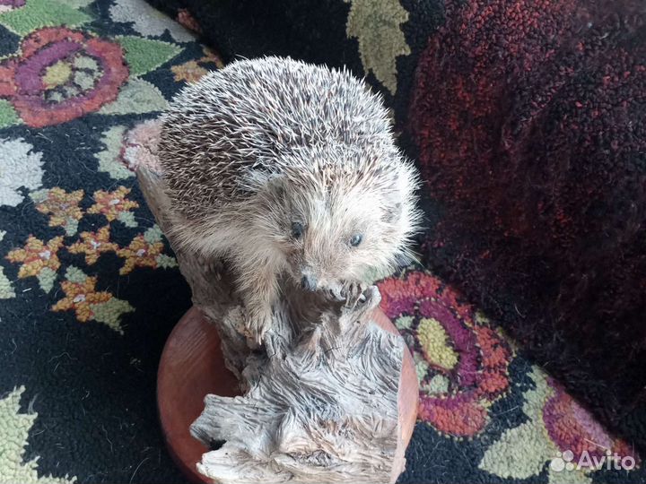 Чучело ежа и косули