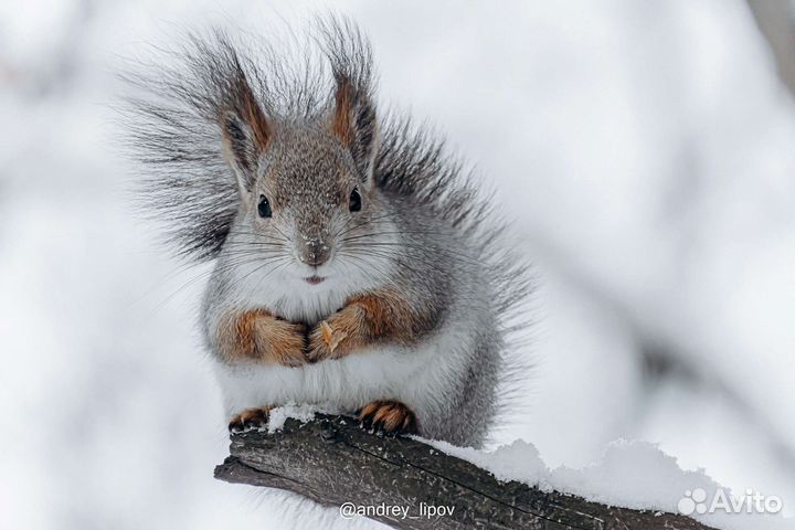 Фотоаппарат sony ZV-Е10