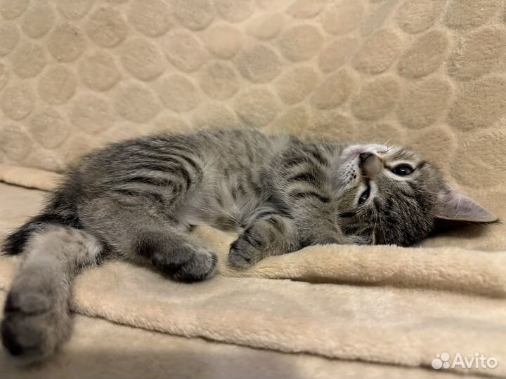 Британская кошка бесплатно