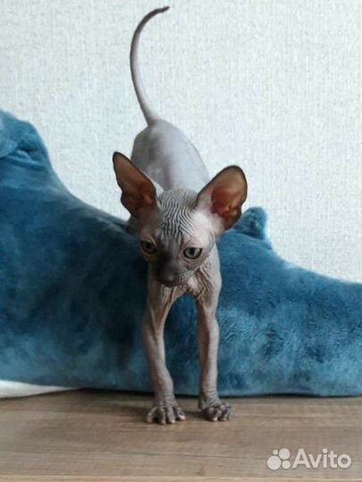 Канадский сфинкс котята