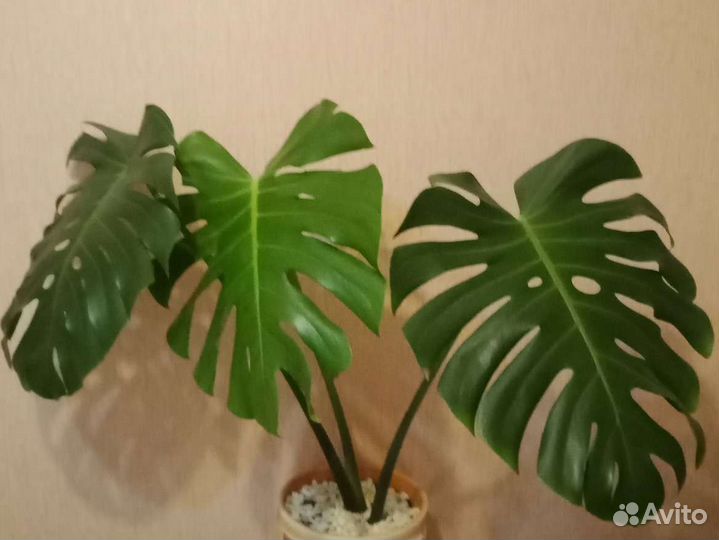 Монстера деликатесная