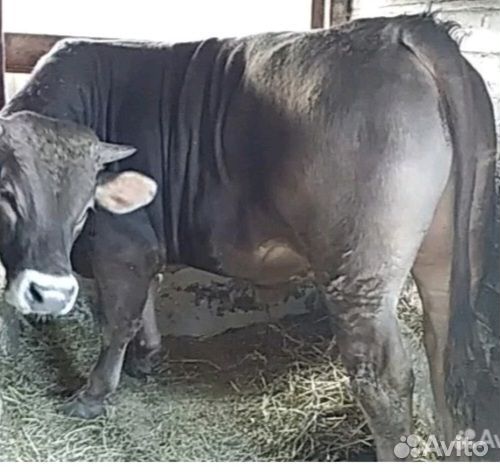 Телята телочки