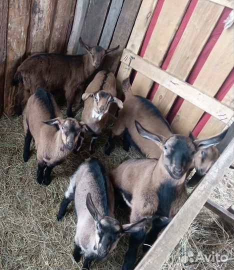 Козы и козлята