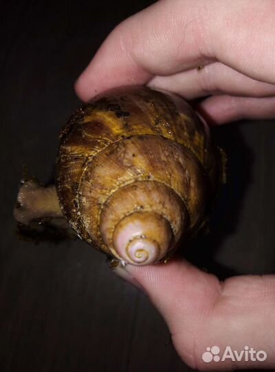 Улитки архахатины и ахатины