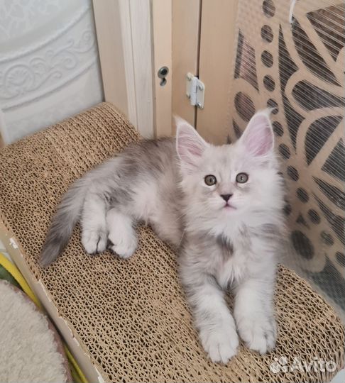 Котенок мейкун серебряная девочка