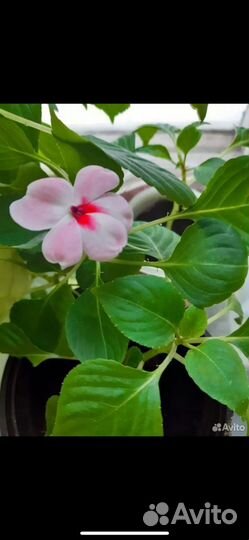 Бальзамины