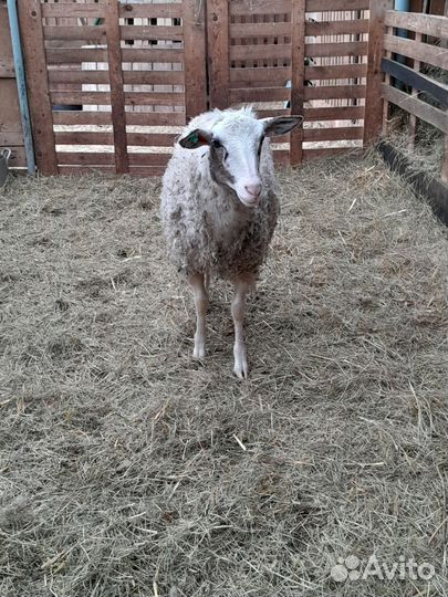 Овцы. Дорпер/романовская