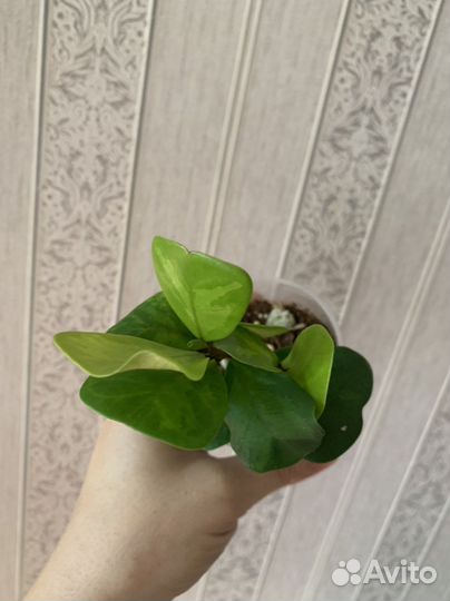 Фикус триангулярис