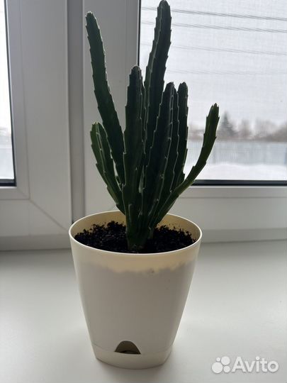 Стапелия крупноцветковая