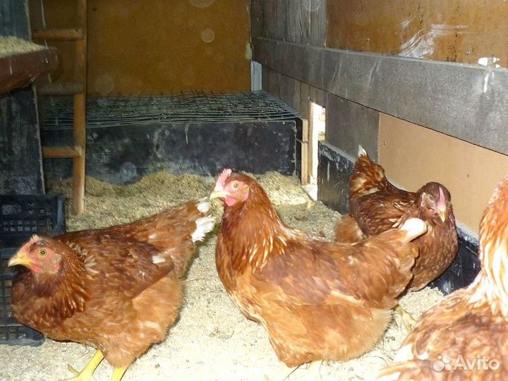 Куры несушки Кросс Коралл порода