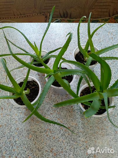 Алоэ лечебный