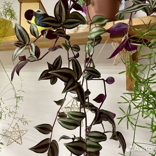 Хлорофитум кудрявый