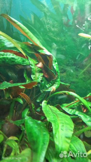 Водоросли для аквариума пистия, ракушки