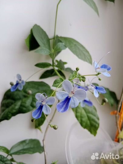 Комнатные растения