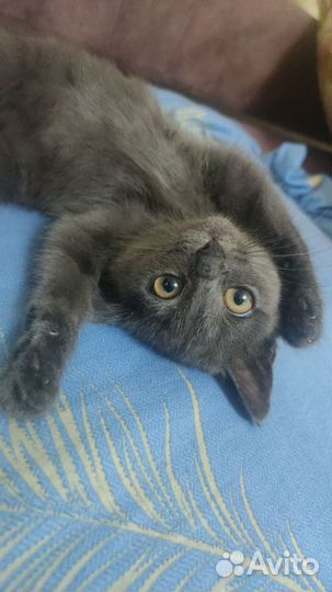 Котик в дар