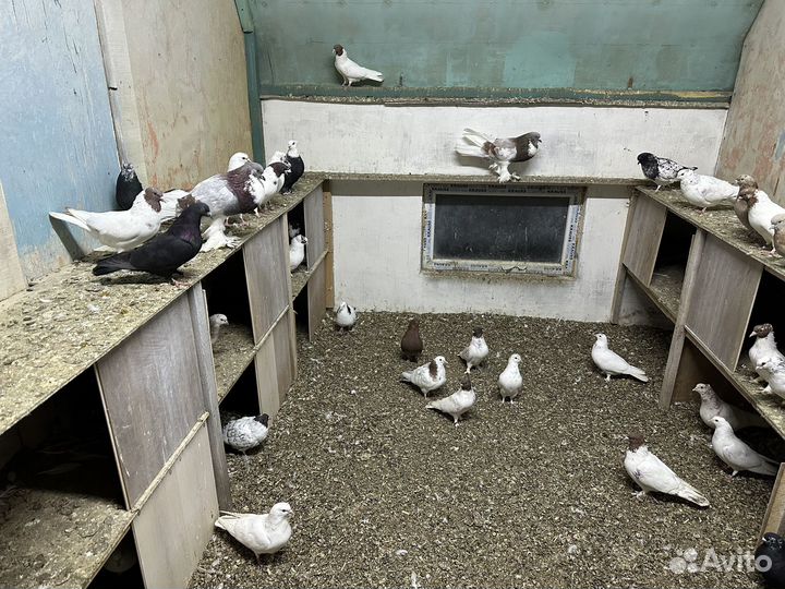 Продаю бойных голубей