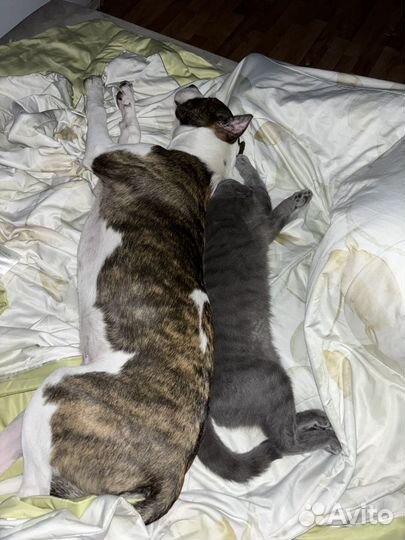 Щенки стаффорда