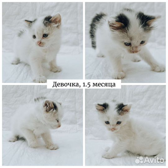 Котята