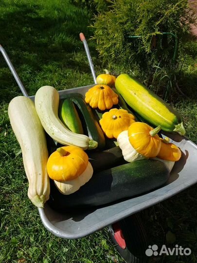 Семена овощей