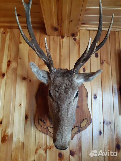 Чучело головы оленя