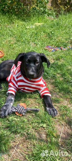 Собака щенок