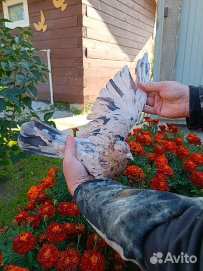 Продажа бакинских голубей