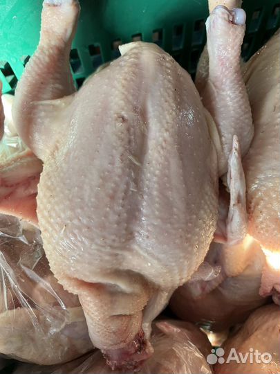 Цыплята-табака бройлеры живым весом