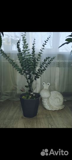 Эвкалипт комнатное растение