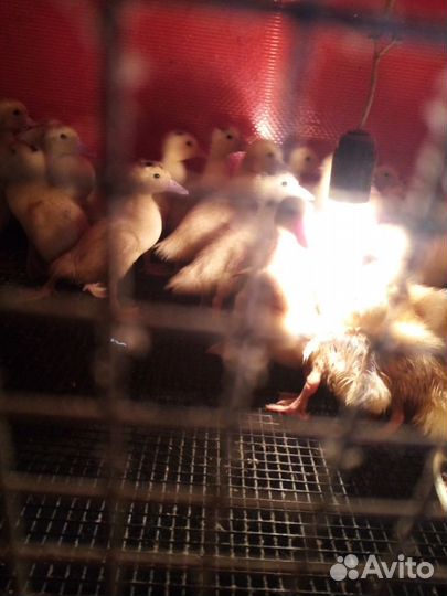 Утята бройлерные