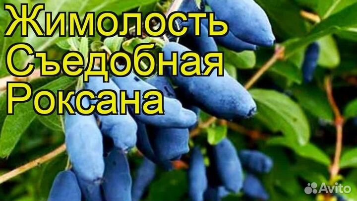 Жимолость сорта