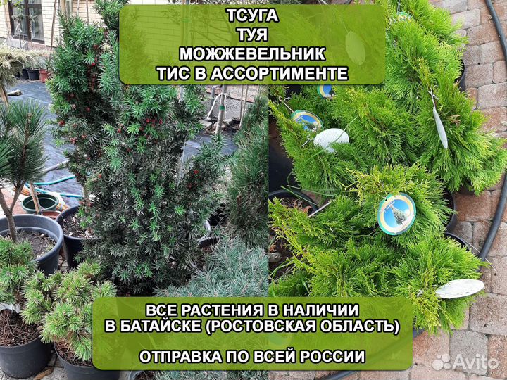 Туя тис можжевельник тсуга