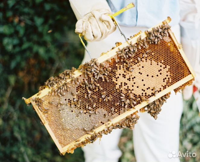 2024 Мед натуральный алтайский оптом